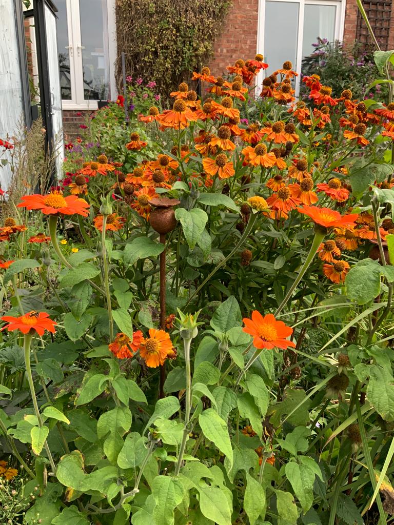 orange helenium flowers in a garden