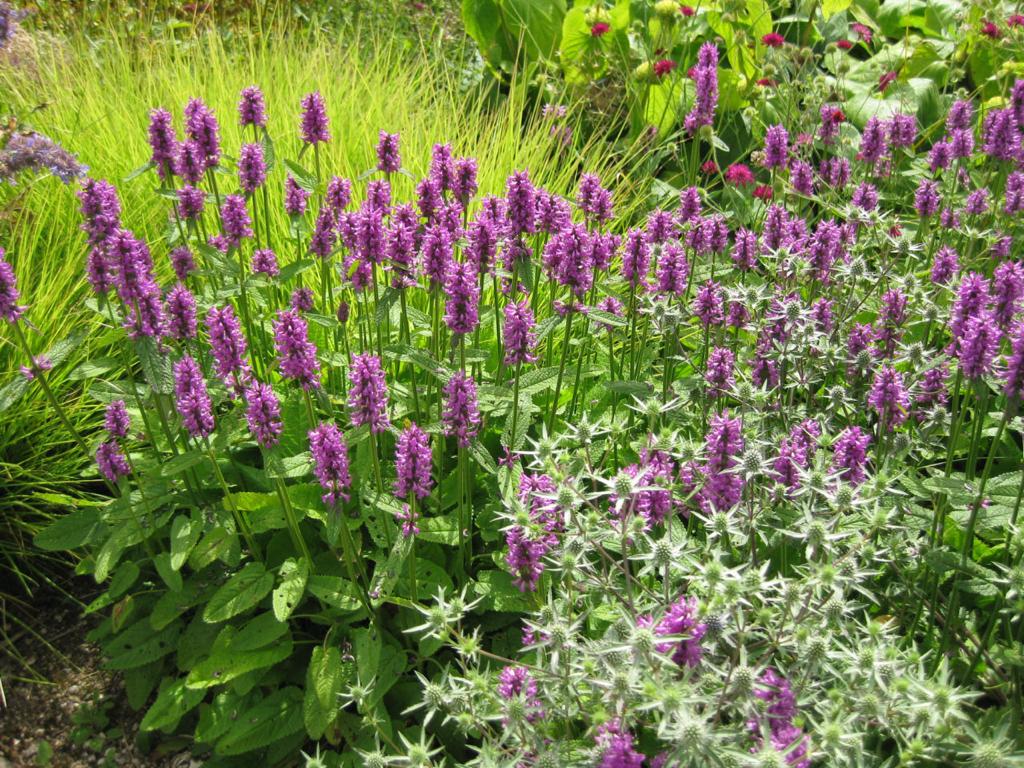 a mix of green foliage and purple flowers