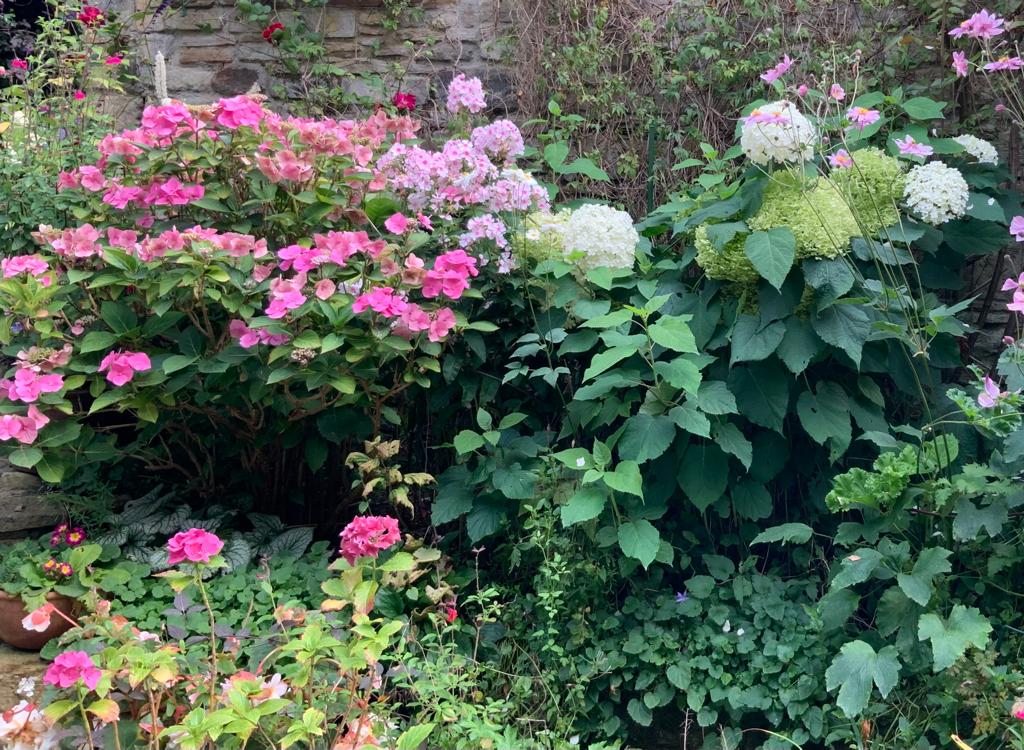 a mix of pink flowers and green foliage