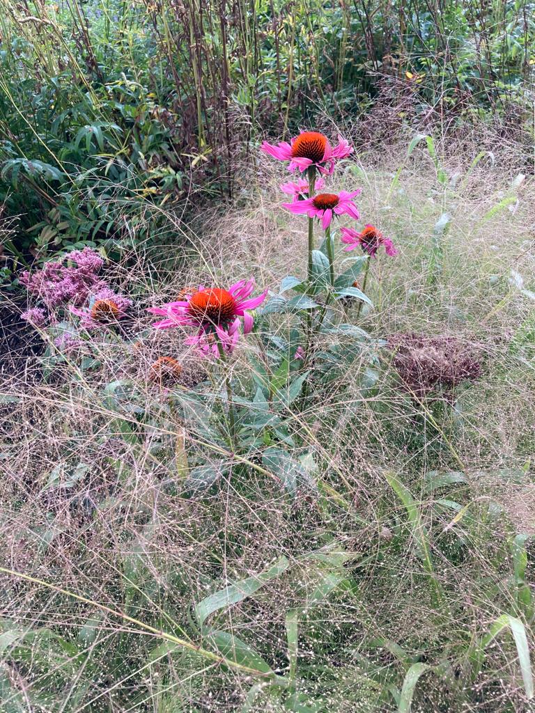 pink flowers and grasses