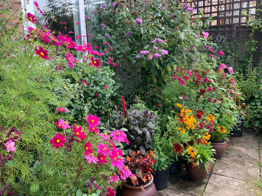 pots with various flowers and displays