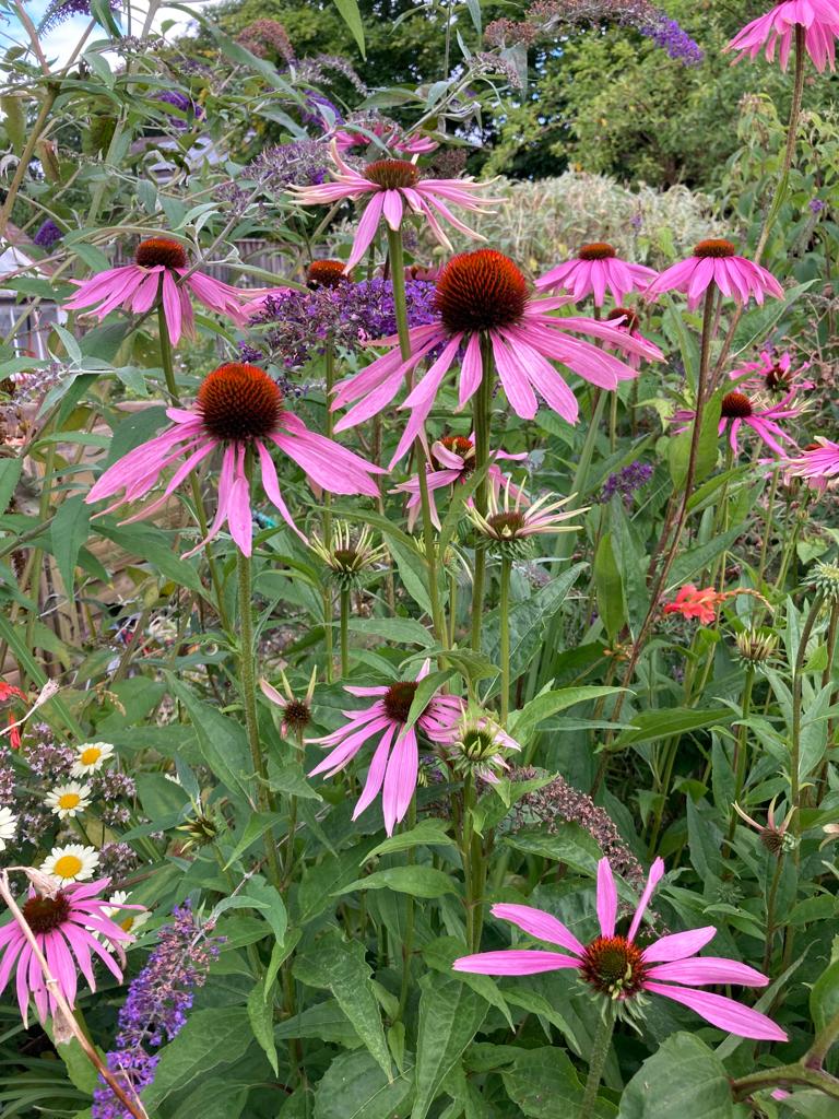 pink echinacea