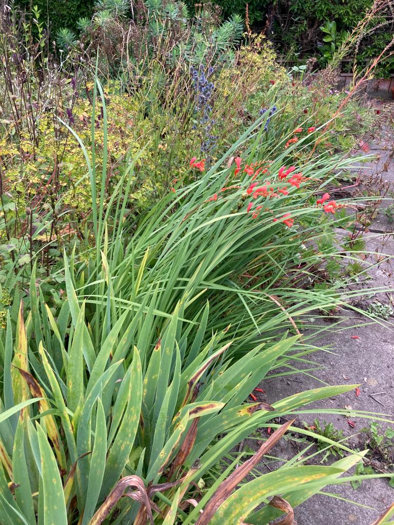 grasses and crocosmia in red