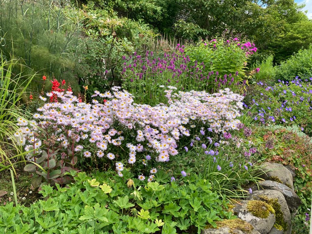 a garden with pink and purple flowers