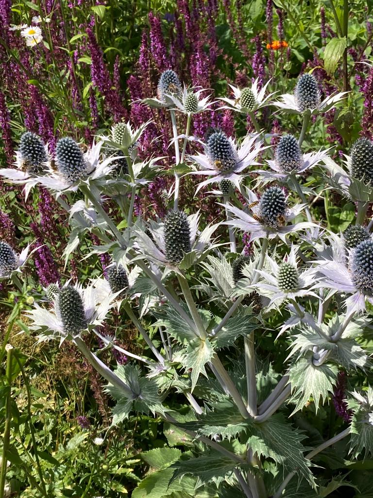 Eryngium