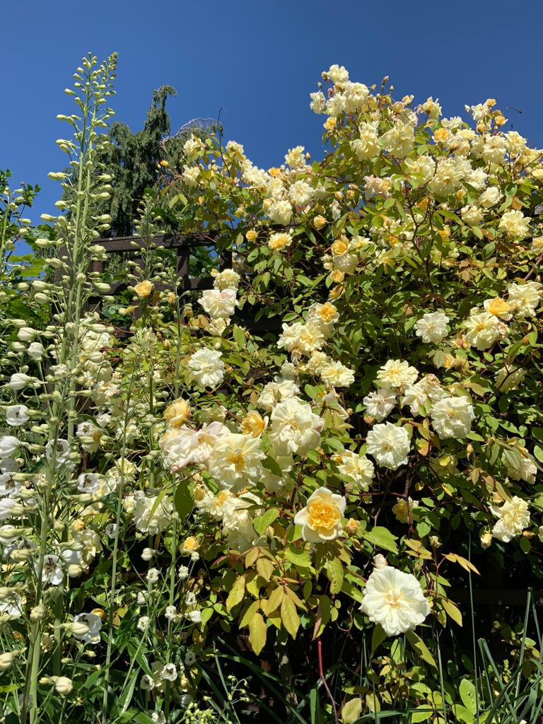 a mix of yellow and cream flowers