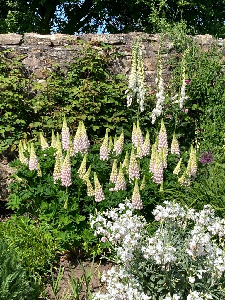 pale pink and yellow lupins