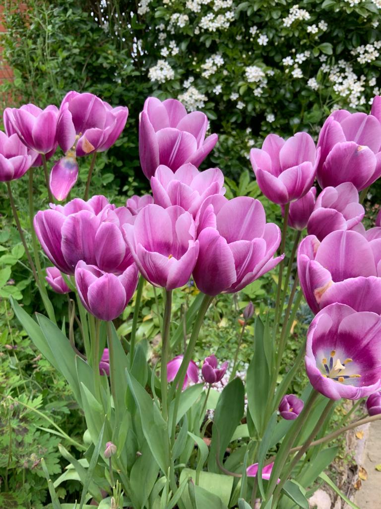 pink crocuses
