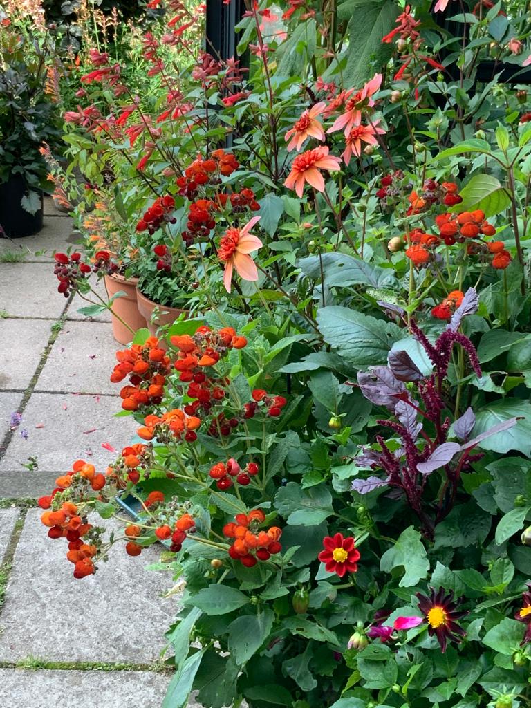 red and orange flowers