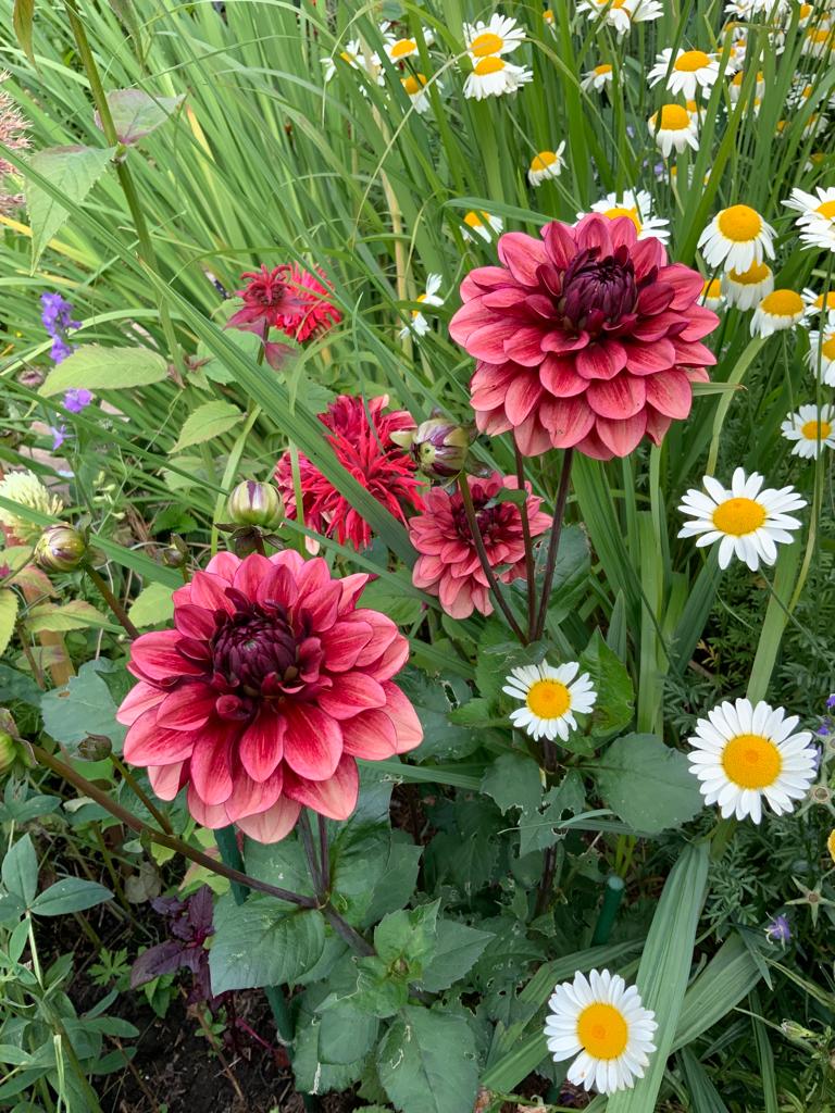 deep pink dahlia and daisies