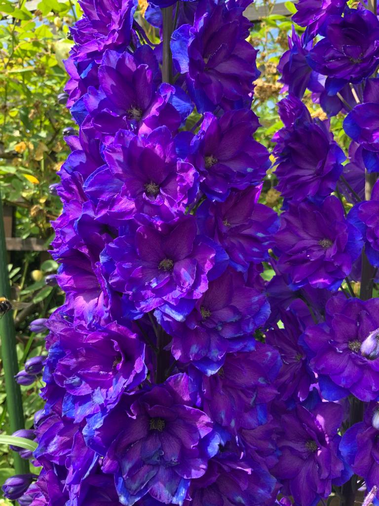 purple delphinium