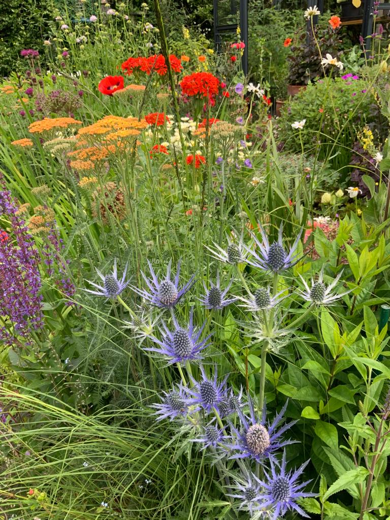 purple red and orange flowers