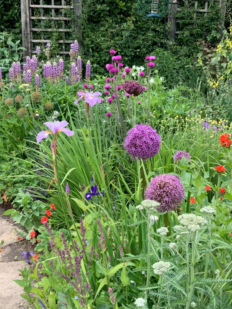 purple cottage flowers
