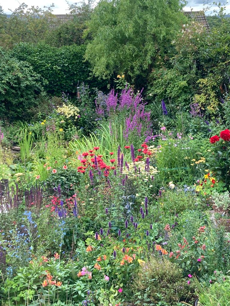 a colourful garden