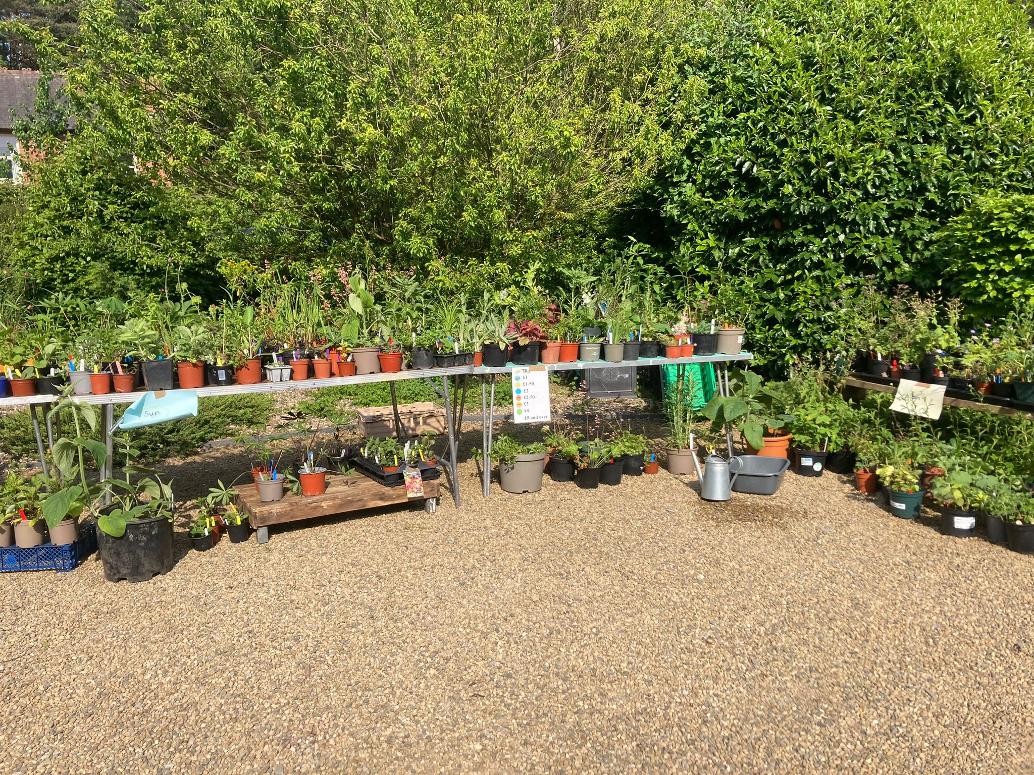 plant sale